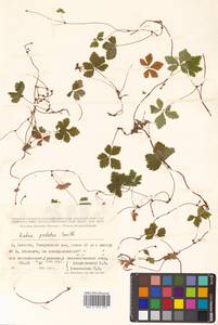 Rubus pedatus Sm., Siberia, Russian Far East (S6) (Russia)