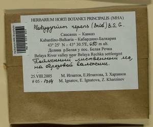 Platygyrium repens (Brid.) Schimp., Bryophytes, Bryophytes - North Caucasus & Ciscaucasia (B12) (Russia)
