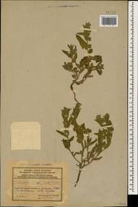 Nonea caspica (Willd.) G. Don, Caucasus, Azerbaijan (K6) (Azerbaijan)