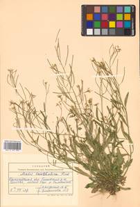 Arabidopsis lyrata subsp. kamchatica (Fisch. ex DC.) O'Kane & Al-Shehbaz, Siberia, Chukotka & Kamchatka (S7) (Russia)