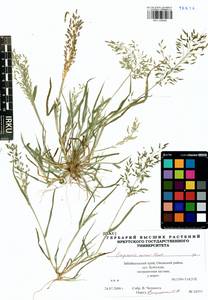 Eragrostis minor Host, Siberia, Baikal & Transbaikal region (S4) (Russia)