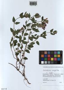 Scutellaria mongolica Sobolevsk., Siberia, Altai & Sayany Mountains (S2) (Russia)