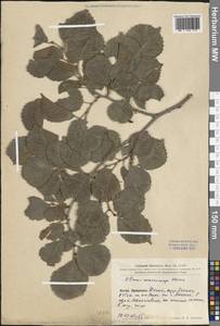 Ulmus macrocarpa Hance, South Asia, South Asia (Asia outside ex-Soviet states and Mongolia) (ASIA) (China)