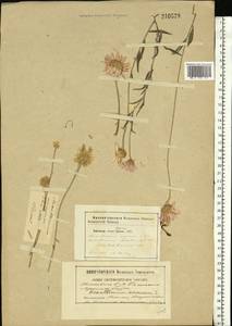 Xeranthemum annuum L., Eastern Europe, South Ukrainian region (E12) (Ukraine)