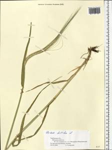 Hordeum distichon L., Eastern Europe, Central forest-and-steppe region (E6) (Russia)