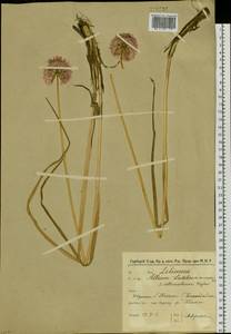 Allium ledebourianum Schult. & Schult.f., Siberia, Western Siberia (S1) (Russia)