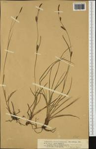 Carex distans L., Western Europe (EUR) (Romania)