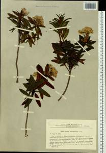 Rhododendron diversipilosum (Nakai) Harmaja, Siberia, Russian Far East (S6) (Russia)