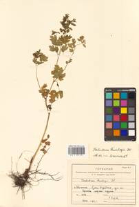 Thalictrum minus subsp. thunbergii (DC.) Vorosch., Siberia, Russian Far East (S6) (Russia)