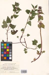 Lamium maculatum (L.) L., Eastern Europe, Moscow region (E4a) (Russia)