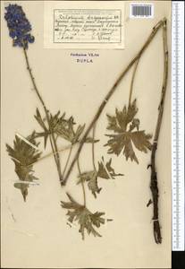 Delphinium dictyocarpum DC., Middle Asia, Dzungarian Alatau & Tarbagatai (M5) (Kazakhstan)