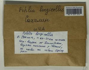 Pohlia longicolla (Hedw.) Lindb., Bryophytes, Bryophytes - Russian Far East (excl. Chukotka & Kamchatka) (B20) (Russia)