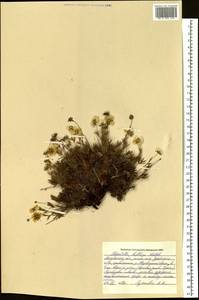 Potentilla biflora Willd. ex Schltdl., Siberia, Chukotka & Kamchatka (S7) (Russia)