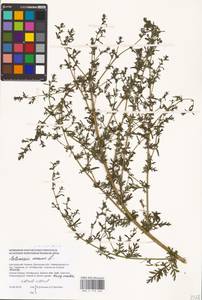 Artemisia annua L., Eastern Europe, South Ukrainian region (E12) (Ukraine)