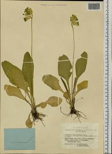 Primula veris subsp. macrocalyx (Bunge) Lüdi, Siberia, Altai & Sayany Mountains (S2) (Russia)