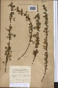 Chamaecytisus ruthenicus (Fisch. ex Woł.) Klásk., Eastern Europe, North Ukrainian region (E11) (Ukraine)