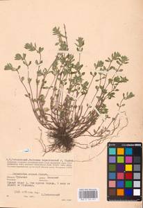 MHA 0 156 547, Clinopodium acinos (L.) Kuntze, Eastern Europe, Central region (E4) (Russia)