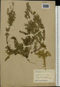 Oxytropis pilosa (L.)DC., Eastern Europe, Central forest-and-steppe region (E6) (Russia)