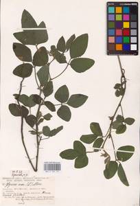 Glycine max (L.) Merr., Eastern Europe, South Ukrainian region (E12) (Ukraine)