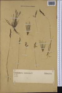 Corynephorus canescens (L.) P.Beauv., Western Europe (EUR) (Germany)