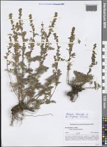 Artemisia obtusiloba Ledeb., Siberia, Altai & Sayany Mountains (S2) (Russia)