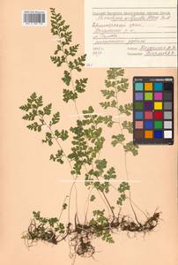 Sitobolium wilfordii (T. Moore) L. A. Triana & Sundue, Siberia, Russian Far East (S6) (Russia)