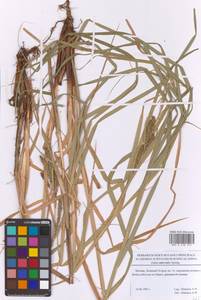 Carex atherodes Spreng., Eastern Europe, Moscow region (E4a) (Russia)