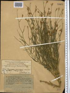 Cylindrocarpa sewerzowii (Regel) Regel, Middle Asia, Western Tian Shan & Karatau (M3) (Kazakhstan)