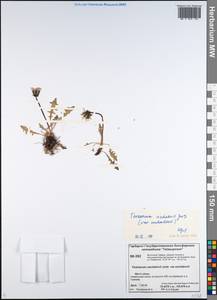 Taraxacum uschakovii Jurtzev, Siberia, Central Siberia (S3) (Russia)
