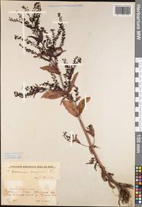 Veronica anagallis-aquatica L., Eastern Europe, Lower Volga region (E9) (Russia)