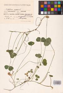 Trifolium repens L., Eastern Europe, Lower Volga region (E9) (Russia)