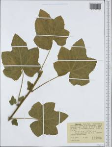 Malvaceae, Africa (AFR) (Ethiopia)