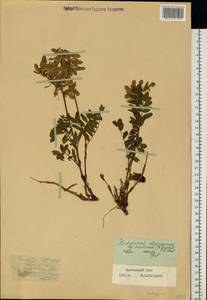 Hedysarum hedysaroides (L.)Schinz & Thell., Siberia, Western Siberia (S1) (Russia)