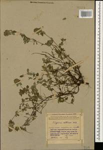 Thymus collinus M.Bieb., Caucasus, Azerbaijan (K6) (Azerbaijan)