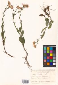 Aster amellus L., Eastern Europe, Moscow region (E4a) (Russia)