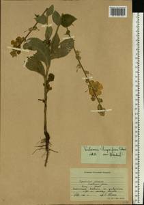Verbascum densiflorum Bertol., Eastern Europe, South Ukrainian region (E12) (Ukraine)