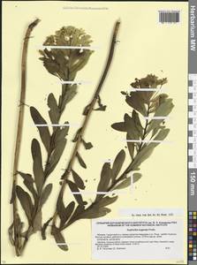 Euphorbia eugeniae Prokh., Caucasus, Abkhazia (K4a) (Abkhazia)