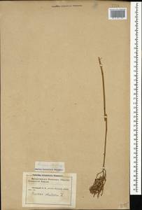 Rumex acetosa L., Caucasus, Krasnodar Krai & Adygea (K1a) (Russia)