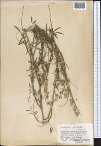 Onobrychis pulchella Schrenk, Middle Asia, Pamir & Pamiro-Alai (M2) (Kyrgyzstan)