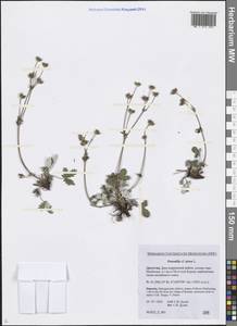 Potentilla nivea L., Caucasus, Dagestan (K2) (Russia)