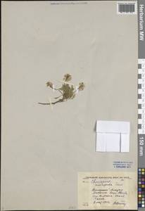 Chorispora macropoda Trautv., Middle Asia, Western Tian Shan & Karatau (M3) (Kyrgyzstan)