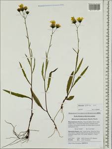 Hieracium dolabratum (Norrl.) Norrl., Eastern Europe, Northern region (E1) (Russia)