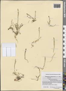 Selaginoides spinulosa (A. Braun ex Döll) Li Bing Zhang & X. M. Zhou, Eastern Europe, Northern region (E1) (Russia)