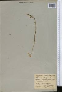 Centaurium uliginosum (Waldst. & Kit.) Fritsch, Middle Asia, Northern & Central Kazakhstan (M10) (Kazakhstan)