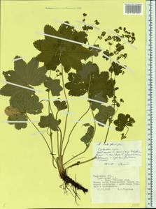 Alchemilla schistophylla Juz., Eastern Europe, Central forest region (E5) (Russia)