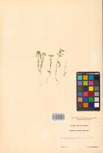 Alyssum minutum Schltdl. ex DC., Eastern Europe, South Ukrainian region (E12) (Ukraine)
