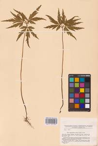 Anemone reflexa Steph. & Willd., Eastern Europe, Eastern region (E10) (Russia)