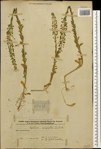 Lepidium campestre (L.) W.T.Aiton, Caucasus, Azerbaijan (K6) (Azerbaijan)