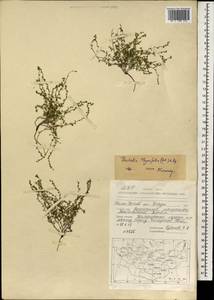 Hackelia thymifolia (A. DC.) I. M. Johnst., Mongolia (MONG) (Mongolia)