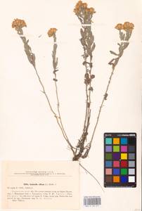 Galatella villosa (L.) Rchb. fil., Eastern Europe, Lower Volga region (E9) (Russia)